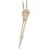 Skelettdel arm fredstecken